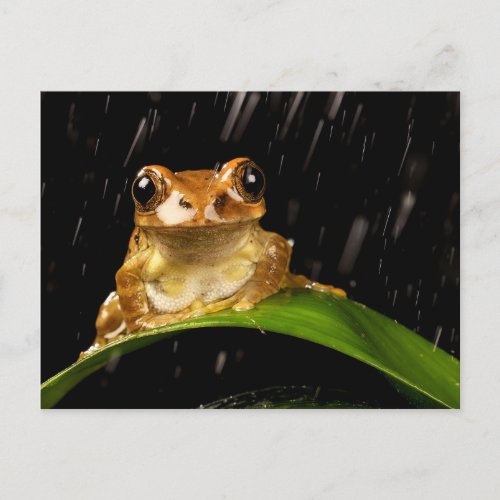 Gold Tree Frog in the Rain Image Postcard