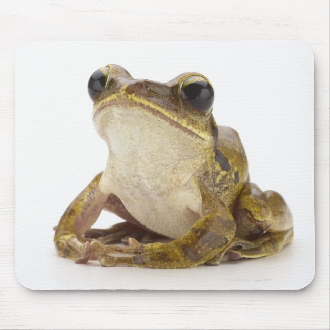 Gold tree frog mouse pad (Front)