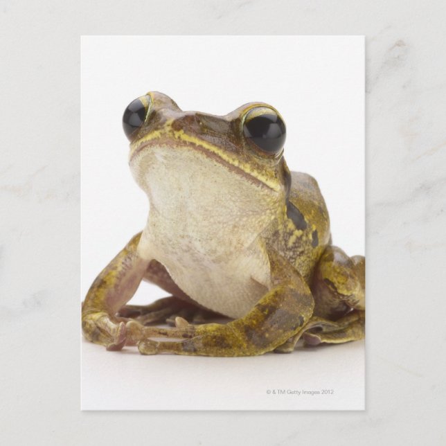 Gold tree frog postcard (Front)