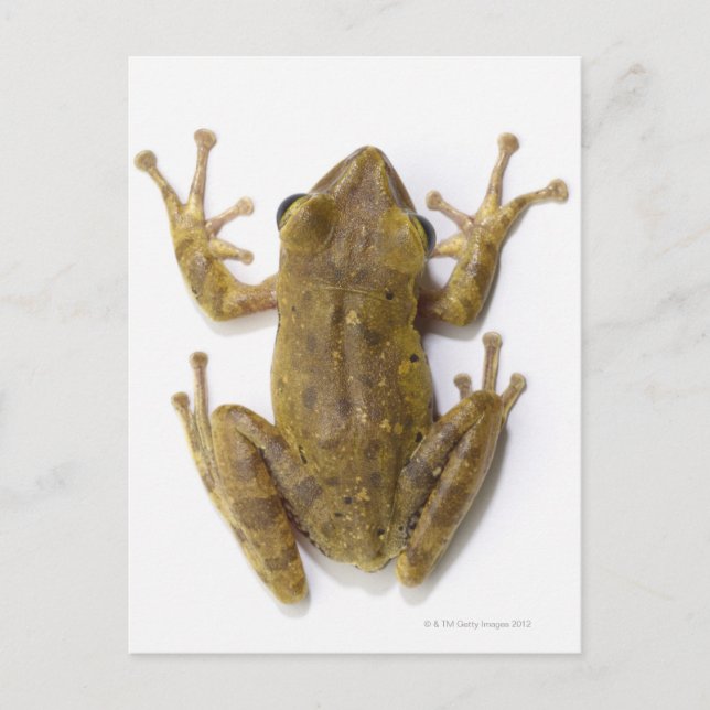 Gold tree frog postcard (Front)