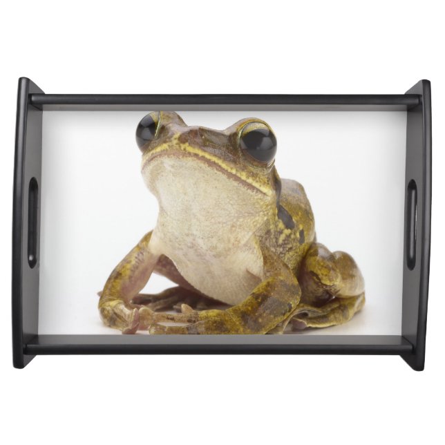 Gold tree frog serving tray (Front)