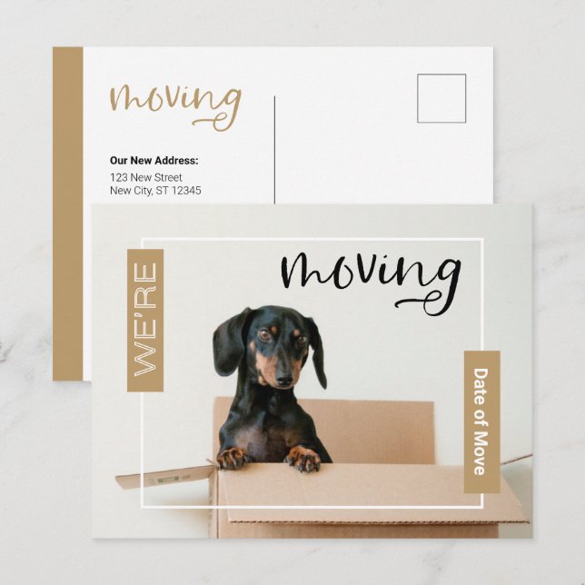 Gold We're Moving Dachshund Dog in Box Postcard (Front/Back)