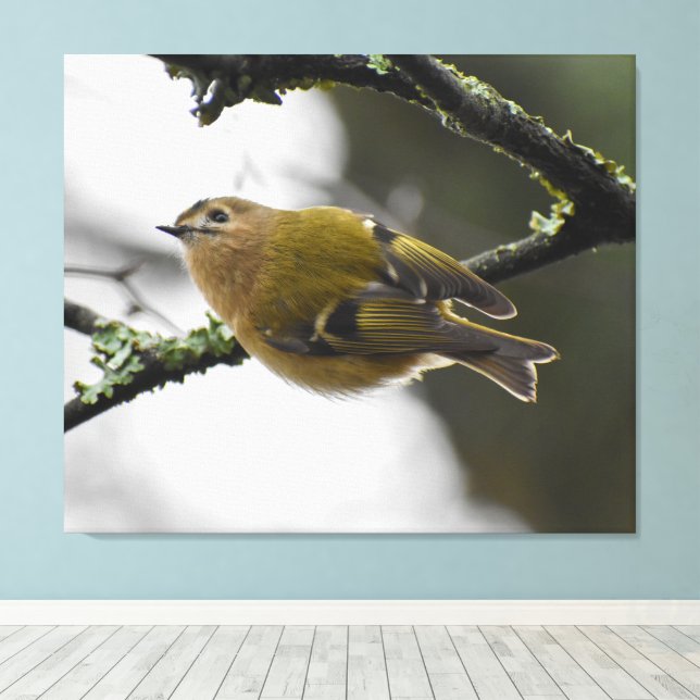 Goldcrest  canvas print (Insitu(Wood Floor))