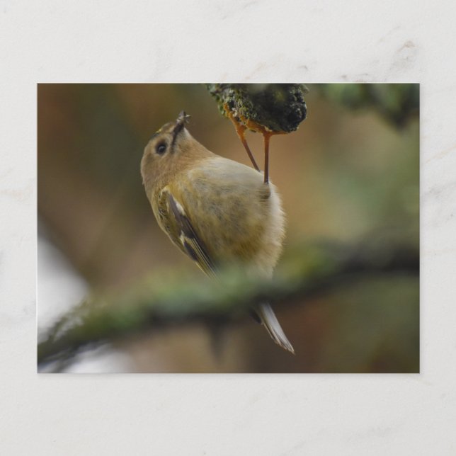 Goldcrest  postcard (Front)