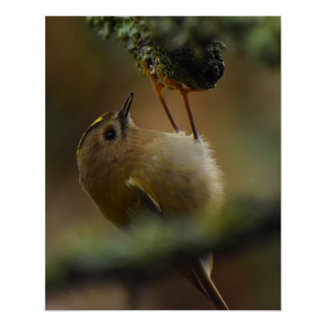 Goldcrest  poster (Front)