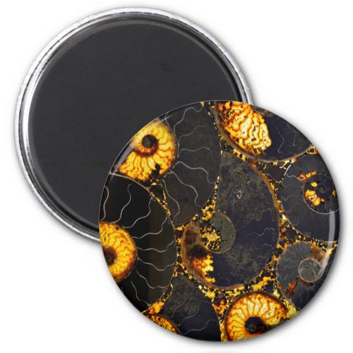 Golden Amber black Nautilus shell pattern fossil  Magnet