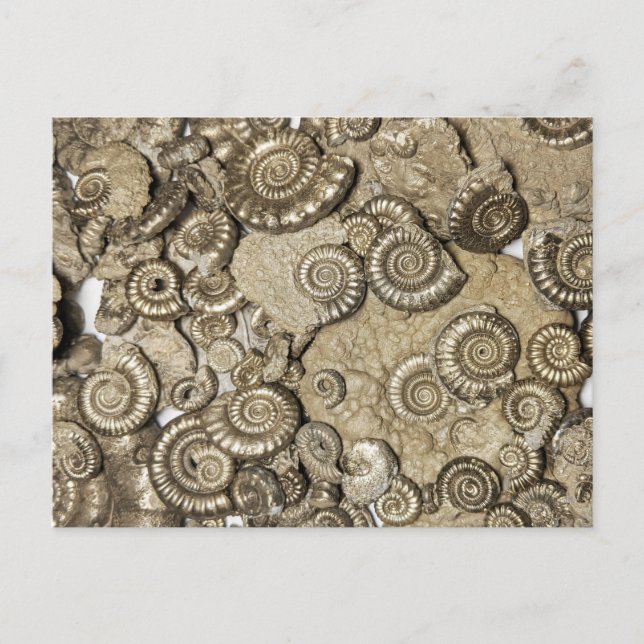 Golden ammonite fossils from the Jurassic coast Postcard (Front)
