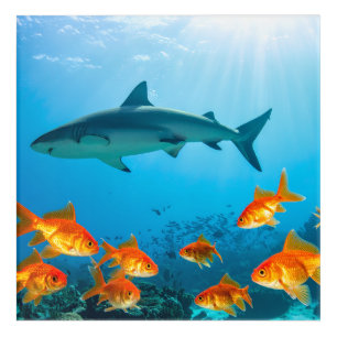 Golden Among Sharks Acrylic Print