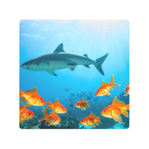 Golden Among Sharks Metal Print
