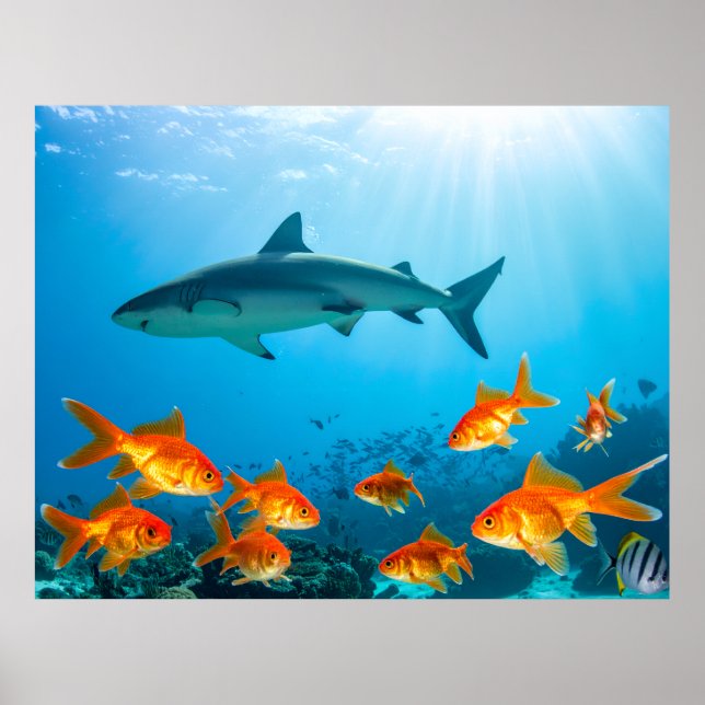 Golden Among Sharks Poster (Front)