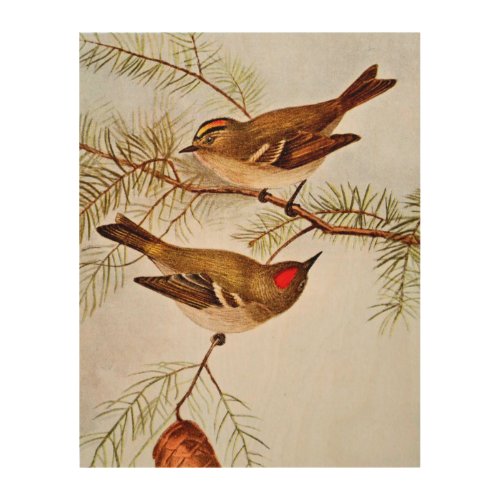 Golden and Ruby Crowned Kinglets Wood Wall Art