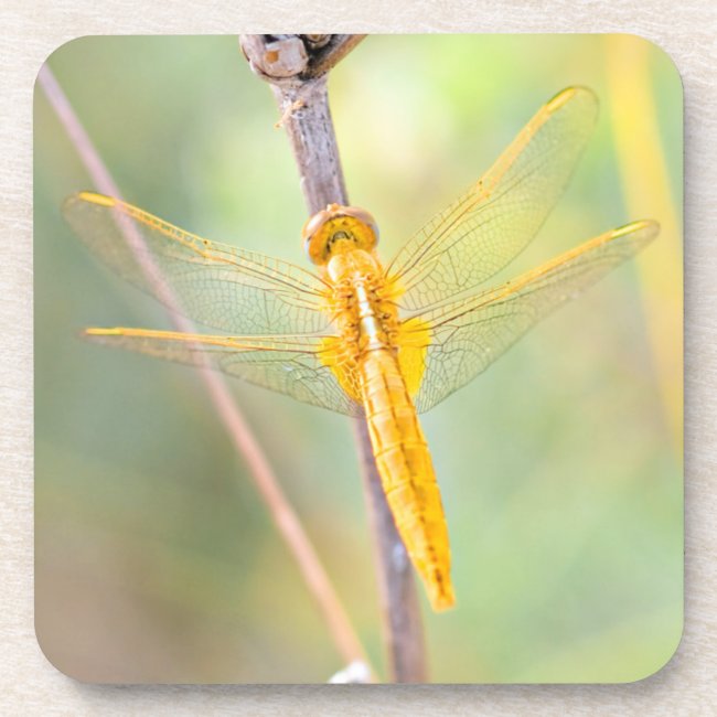 Golden and Yellow Dragonfly