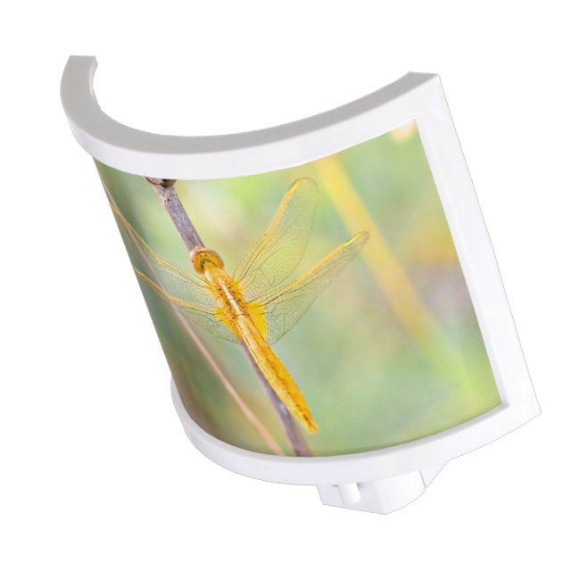 Golden and Yellow Dragonfly