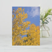 Golden Aspen in Autumn (Standing Front)