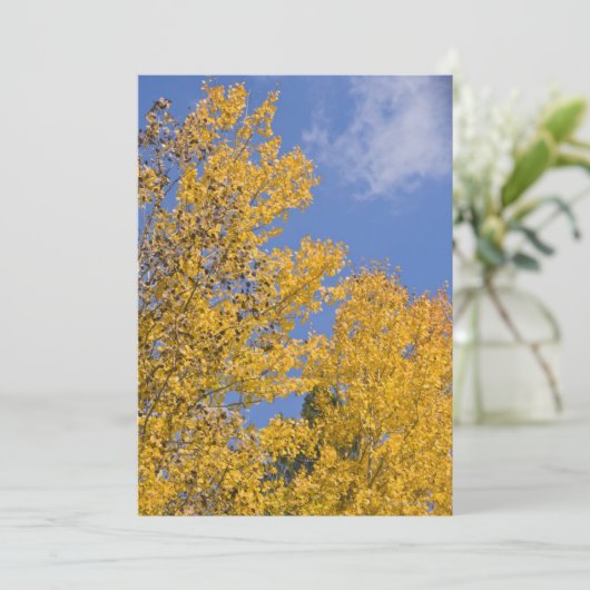 Golden Aspen in Autumn (Standing Front)