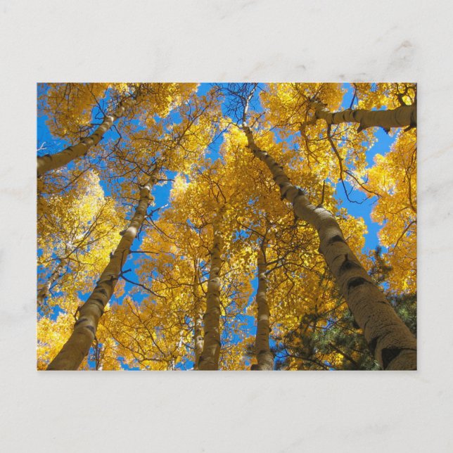 Golden Aspen Near Estes Park Colorado Postcard (Front)