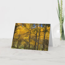 Golden Aspen Trees Blank Card