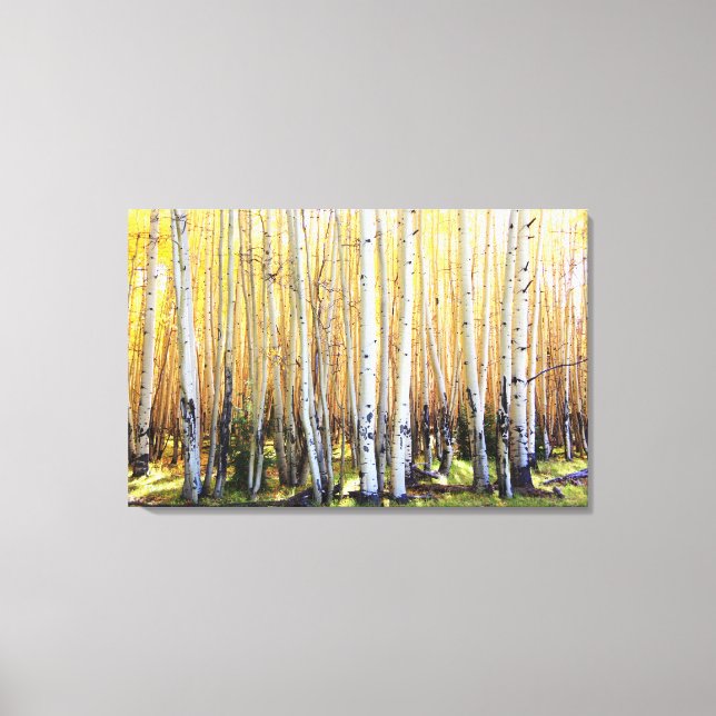 Golden Aspens Canvas Print (Front)