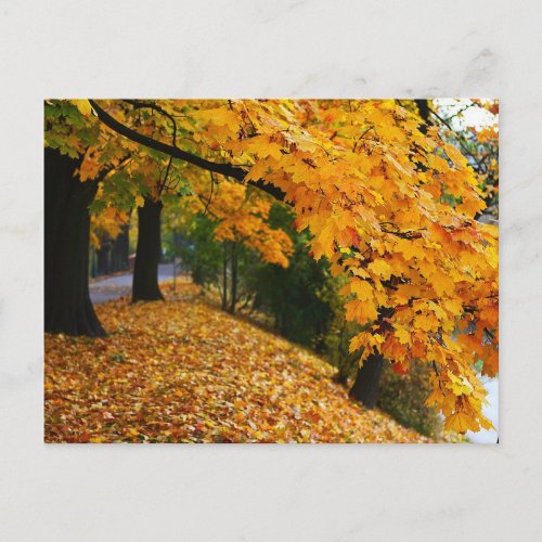 Golden Autumn Trees Postcard