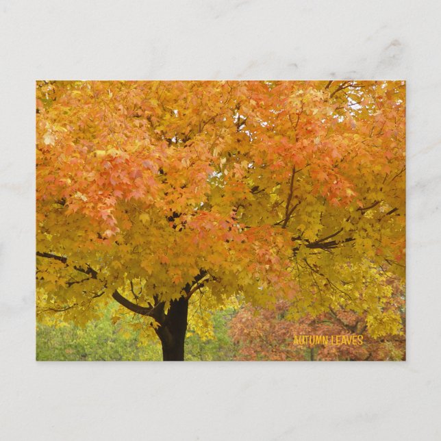 Golden Autumn Trees Postcard (Front)