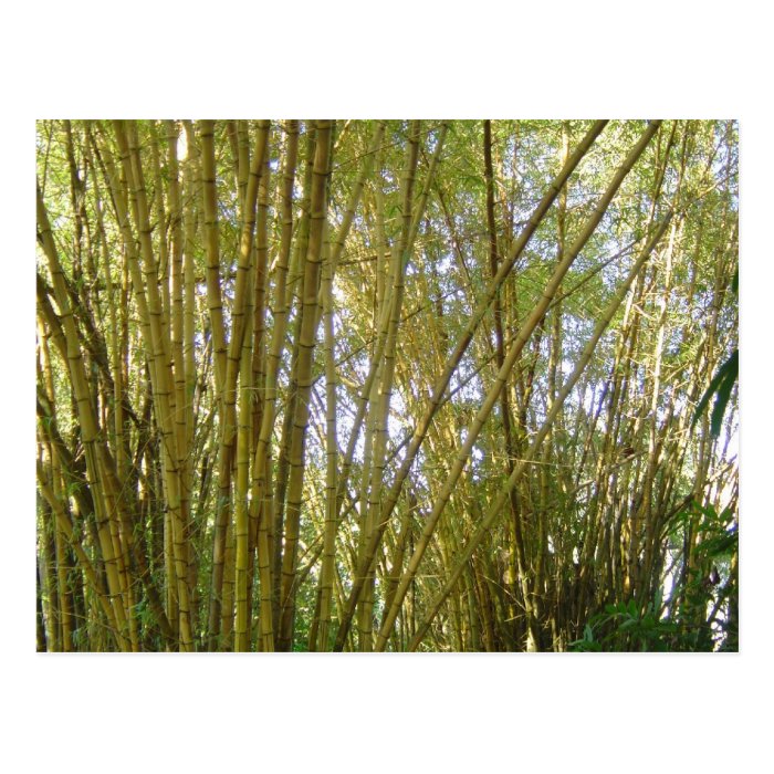 Golden Bamboo Postcard