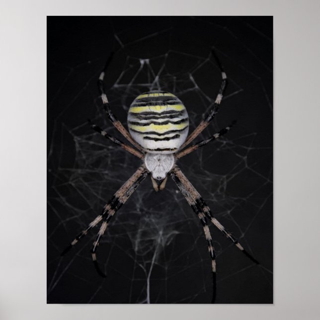 Golden Banded Garden Spider | Spider Lovers Gift Poster (Front)