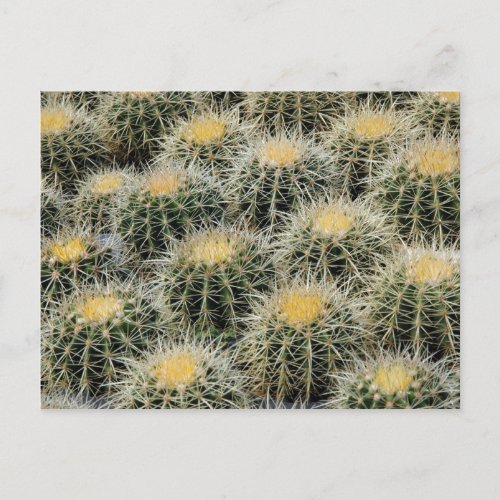 Golden Barrel Cacti in a Nursery Postcard