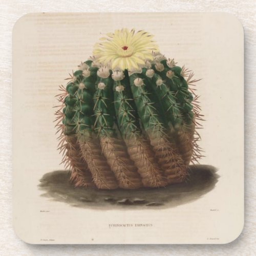 Golden Barrel Cactus Coaster