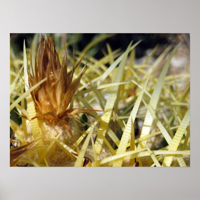 Golden Barrel Cactus Flower, print (Front)