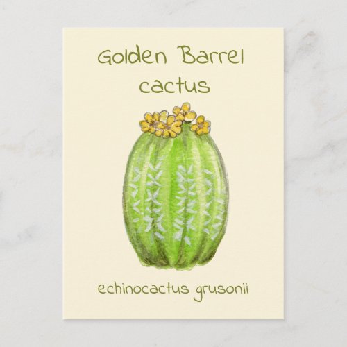 Golden Barrel cactus postcard