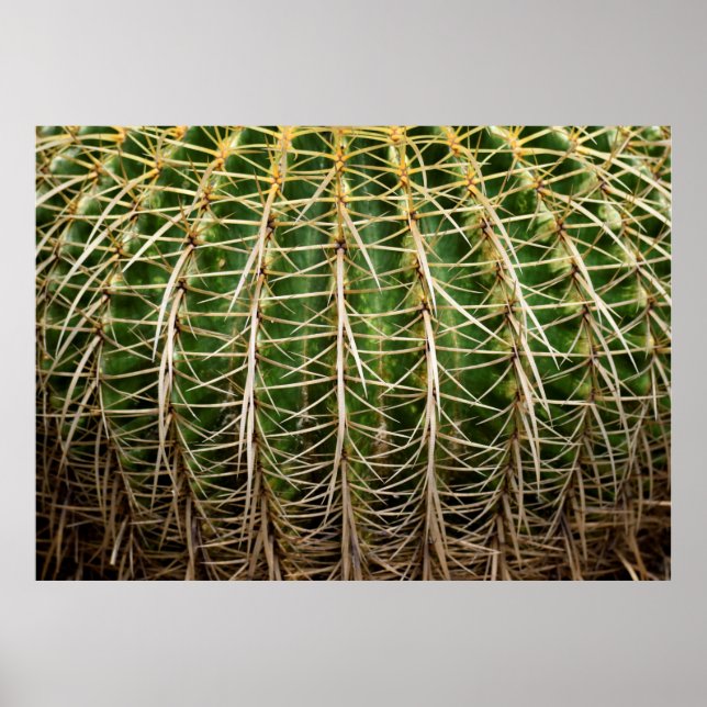 Golden Barrel Cactus Poster (Front)