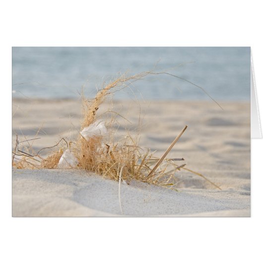 Golden Beach Grass and Feather Cards (Front Horizontal)