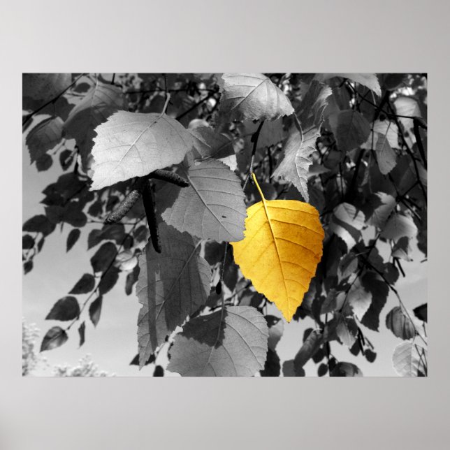 Golden Birch - Fine Art Photography Prints (Front)
