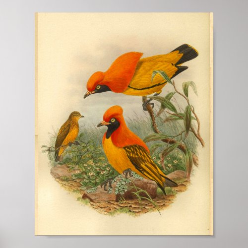 Golden Bird of Paradise Red Yellow Vintage Print