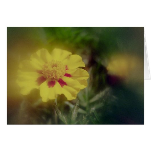 Golden Blossom (Front Horizontal)