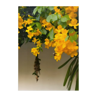 Golden Blossom Beauty Acrylic Print
