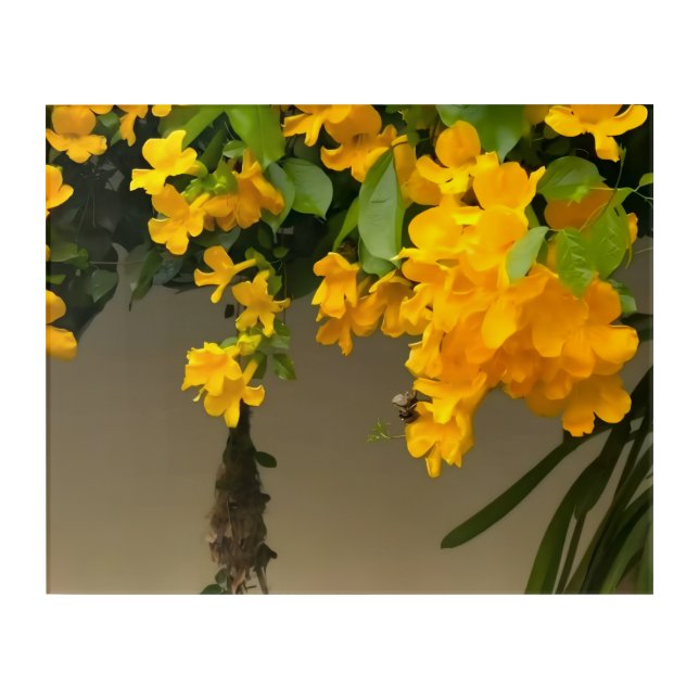 Golden Blossom Beauty Acrylic Print (Front)