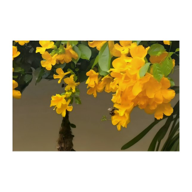 Golden Blossom Beauty Acrylic Print (Front)