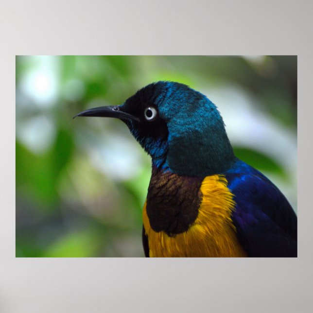 Golden-breasted Starling bird Poster (Front)