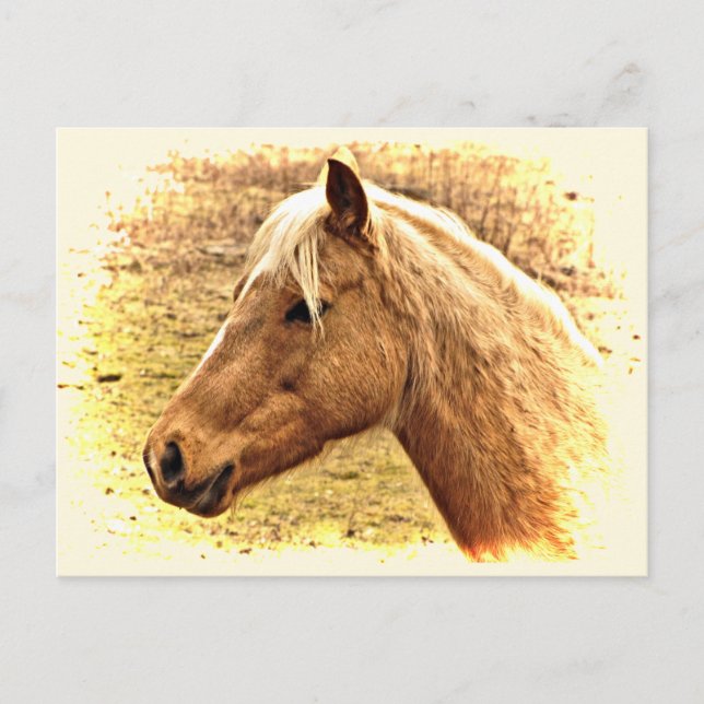Golden Brown Horse in Sun Animal Postcard (Front)