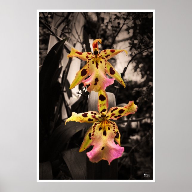 Golden Buddha Orchids Poster (Front)