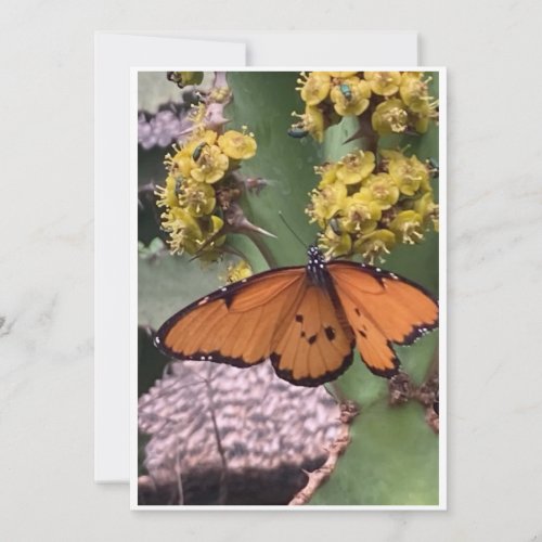 Golden Butterfly Note Cards
