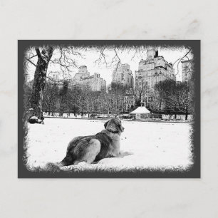 Golden by Conservatory Water-Central Park Postcard
