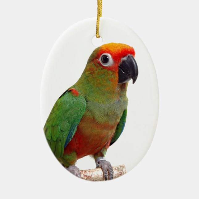 Golden-capped conure ceramic ornament (Front)