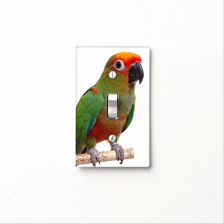 Golden-capped conure light switch cover