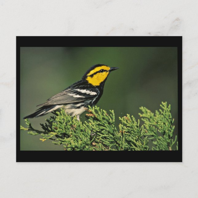 Golden-Cheeked Warbler Postcard (Front)