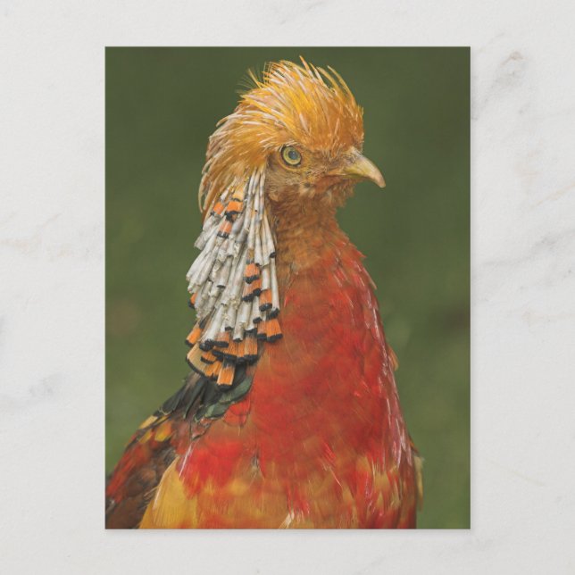 Golden/Chinese Pheasant Postcard (Front)