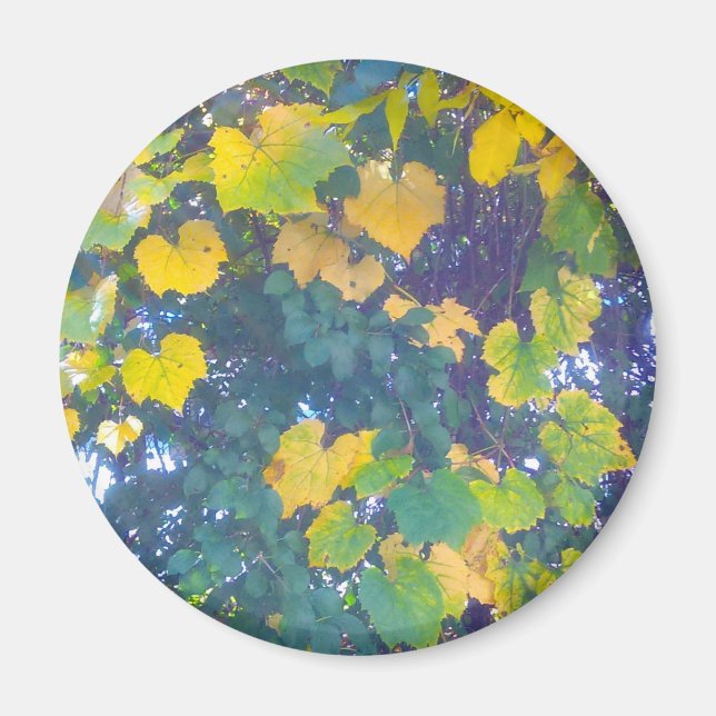 GOLDEN CLOSE UP MAGNET (Front)