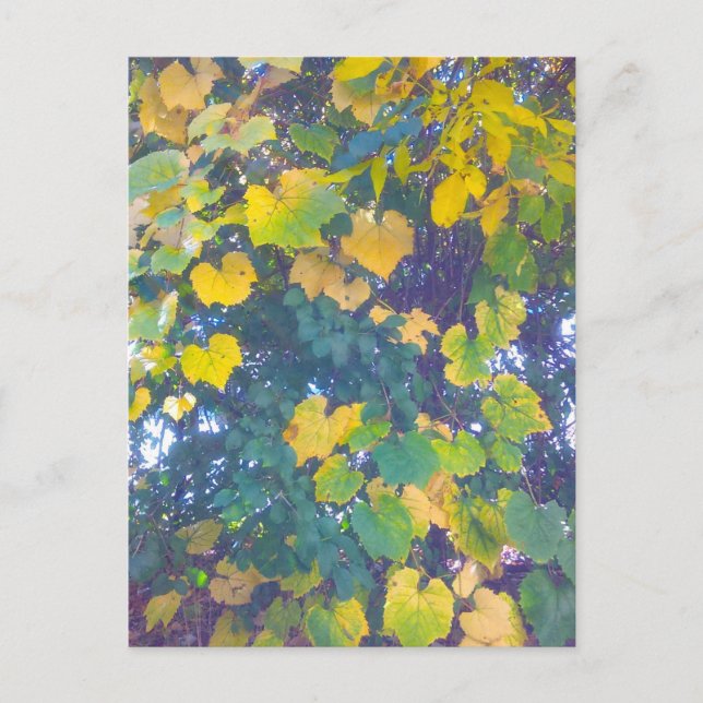 GOLDEN CLOSE UP POSTCARD (Front)