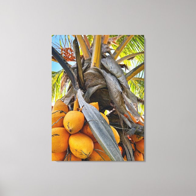 Golden Coconuts Canvas Print (Front)